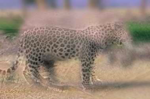 Hybrid image example