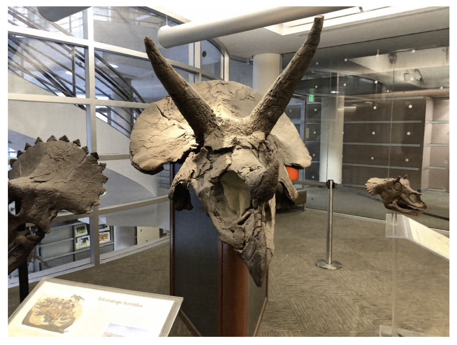 Neural Radiance Field example